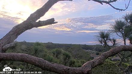 NE Florida Eagles Live Webcam - Jun 20, 2026, 6:45am EDT