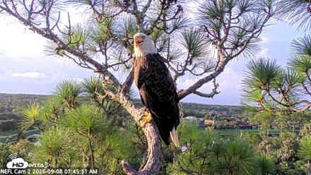 NE Florida Eagles Live Webcam - Sep 8, 2026, 7:46am EDT