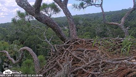 NE Florida Eagles Live Webcam - Jul 7, 2026, 2:44pm EDT