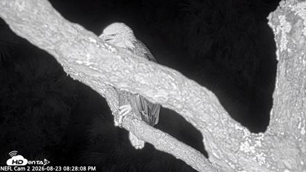 NE Florida Eagles Live Webcam - Aug 23, 2026, 8:29pm EDT