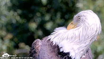 NE Florida Eagles Live Webcam - Sep 6, 2026, 1:48pm EDT