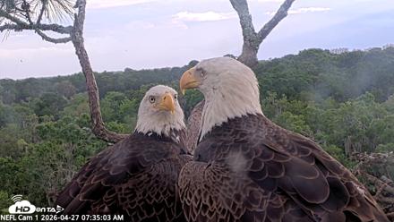 NE Florida Eagles Live Webcam - Apr 27, 2026, 7:36am EDT