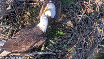 NE Florida Eagles Live Webcam - Nov 8, 2025, 7:50am EST