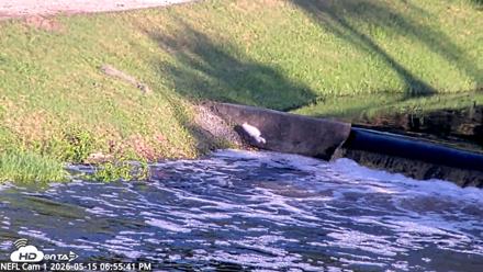 NE Florida Eagles Live Webcam - May 15, 2026, 6:56pm EDT