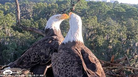 NE Florida Eagles Live Webcam - Sep 13, 2026, 8:19am EDT