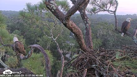 NE Florida Eagles Live Webcam - Sep 13, 2026, 7:07am EDT
