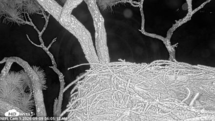 NE Florida Eagles Live Webcam - Sep 9, 2026, 6:06am EDT