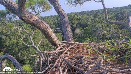 NE Florida Eagles Live Webcam - Jul 11, 2026, 8:20am EDT