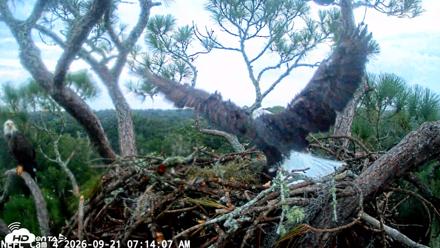 NE Florida Eagles Live Webcam - Sep 21, 2026, 7:14am EDT