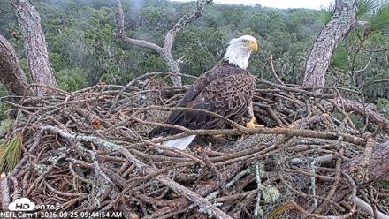 NE Florida Eagles Live Webcam - Sep 25, 2026, 9:45am EDT