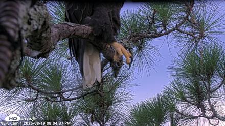 NE Florida Eagles Live Webcam - Aug 19, 2026, 8:05pm EDT