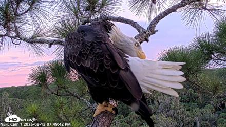 NE Florida Eagles Live Webcam - Aug 13, 2026, 7:50pm EDT