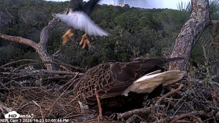 NE Florida Eagles Live Webcam - Oct 23, 2026, 7:01pm EDT