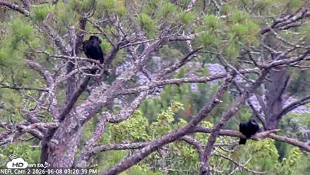 NE Florida Eagles Live Webcam - Jun 8, 2026, 3:21pm EDT