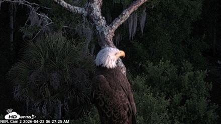 NE Florida Eagles Live Webcam - Apr 22, 2026, 6:28am EDT
