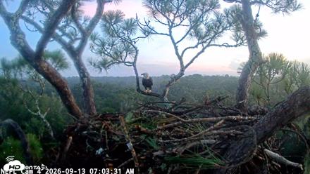 NE Florida Eagles Live Webcam - Sep 13, 2026, 7:04am EDT