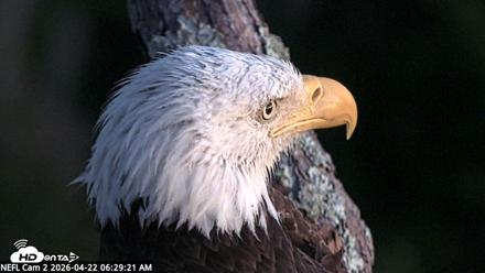 NE Florida Eagles Live Webcam - Apr 22, 2026, 6:30am EDT