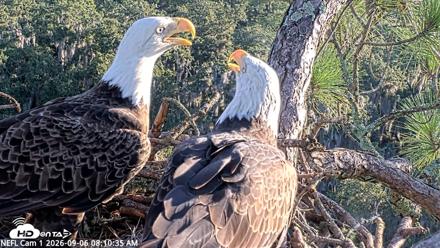 NE Florida Eagles Live Webcam - Sep 6, 2026, 8:11am EDT