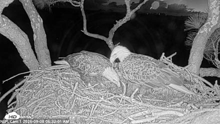 NE Florida Eagles Live Webcam - Sep 8, 2026, 6:32am EDT