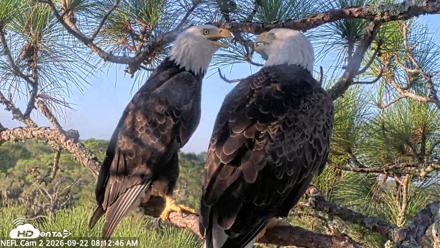 NE Florida Eagles Live Webcam - Sep 22, 2026, 8:13am EDT