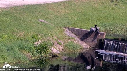 NE Florida Eagles Live Webcam - May 26, 2026, 4:35pm EDT