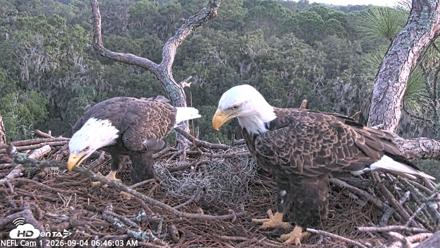 NE Florida Eagles Live Webcam - Sep 4, 2026, 6:46am EDT