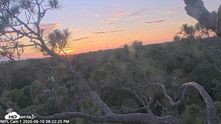 NE Florida Eagles Live Webcam - Jun 10, 2026, 8:23pm EDT