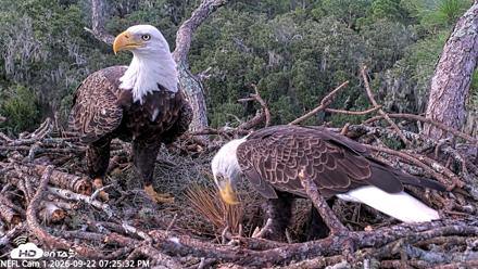 NE Florida Eagles Live Webcam - Sep 22, 2026, 7:26pm EDT