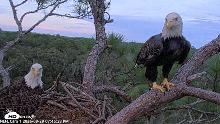 NE Florida Eagles Live Webcam - Aug 29, 2026, 7:46pm EDT