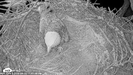 NE Florida Eagles Live Webcam - Sep 15, 2026, 11:42pm EDT