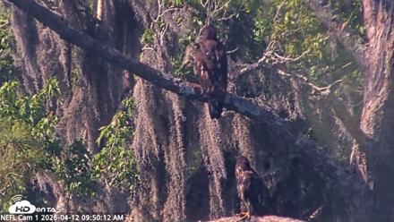 NE Florida Eagles Live Webcam - Apr 12, 2026, 9:51am EDT