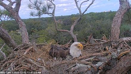 NE Florida Eagles Live Webcam - Dec 2, 2025, 11:42am EST