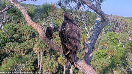 NE Florida Eagles Live Webcam - Mar 28, 2026, 9:44am EDT