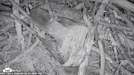 NE Florida Eagles Live Webcam - Sep 30, 2026, 7:45pm EDT