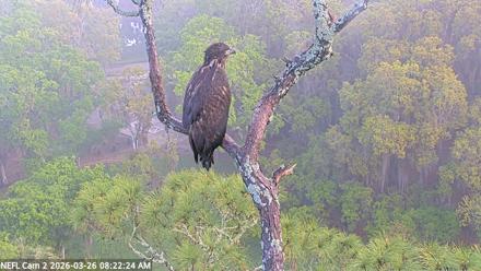 NE Florida Eagles Live Webcam - Mar 26, 2026, 8:23am EDT