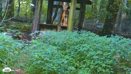 Off-Exhibit Red Wolves Live Cam | Wolf Center - Aug 6, 2026, 10:13am EDT