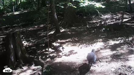 Off-Exhibit Red Wolves Live Cam | Wolf Center - Aug 15, 2026, 11:31am EDT