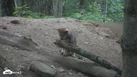 Off-Exhibit Red Wolves Live Cam | Wolf Center - Jun 22, 2026, 9:20am EDT