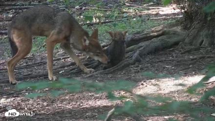 Off-Exhibit Red Wolves Live Cam | Wolf Center - Jul 23, 2026, 6:29pm EDT