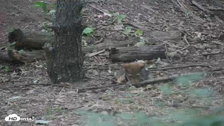 Off-Exhibit Red Wolves Live Cam | Wolf Center - Jun 22, 2026, 9:24am EDT