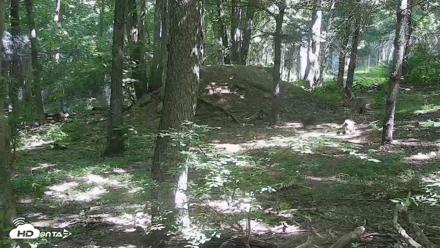 Off-Exhibit Red Wolves Live Cam | Wolf Center - Jun 4, 2026, 10:42am EDT