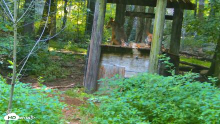 Off-Exhibit Red Wolves Live Cam | Wolf Center - Jun 27, 2026, 9:54am EDT