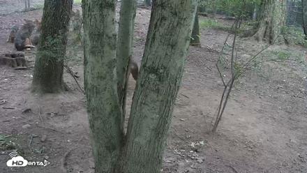 Off-Exhibit Red Wolves Live Cam | Wolf Center - Jun 22, 2026, 9:40am EDT
