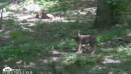 Off-Exhibit Red Wolves Live Cam | Wolf Center - Jun 8, 2026, 11:06am EDT