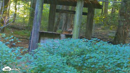 Off-Exhibit Red Wolves Live Cam | Wolf Center - Aug 16, 2026, 9:45am EDT