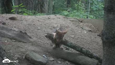 Off-Exhibit Red Wolves Live Cam | Wolf Center - Jun 22, 2026, 9:21am EDT