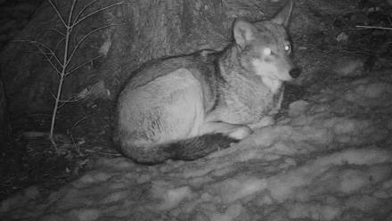 Off-Exhibit Red Wolves Live Cam | Wolf Center - Mar 6, 2026, 10:32pm EST