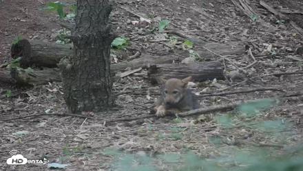 Off-Exhibit Red Wolves Live Cam | Wolf Center - Jun 22, 2026, 9:26am EDT