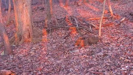 Off-Exhibit Red Wolves Live Cam | Wolf Center - Dec 3, 2025, 4:19pm EST
