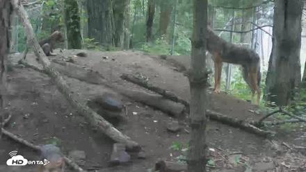 Off-Exhibit Red Wolves Live Cam | Wolf Center - Jun 18, 2026, 10:55am EDT